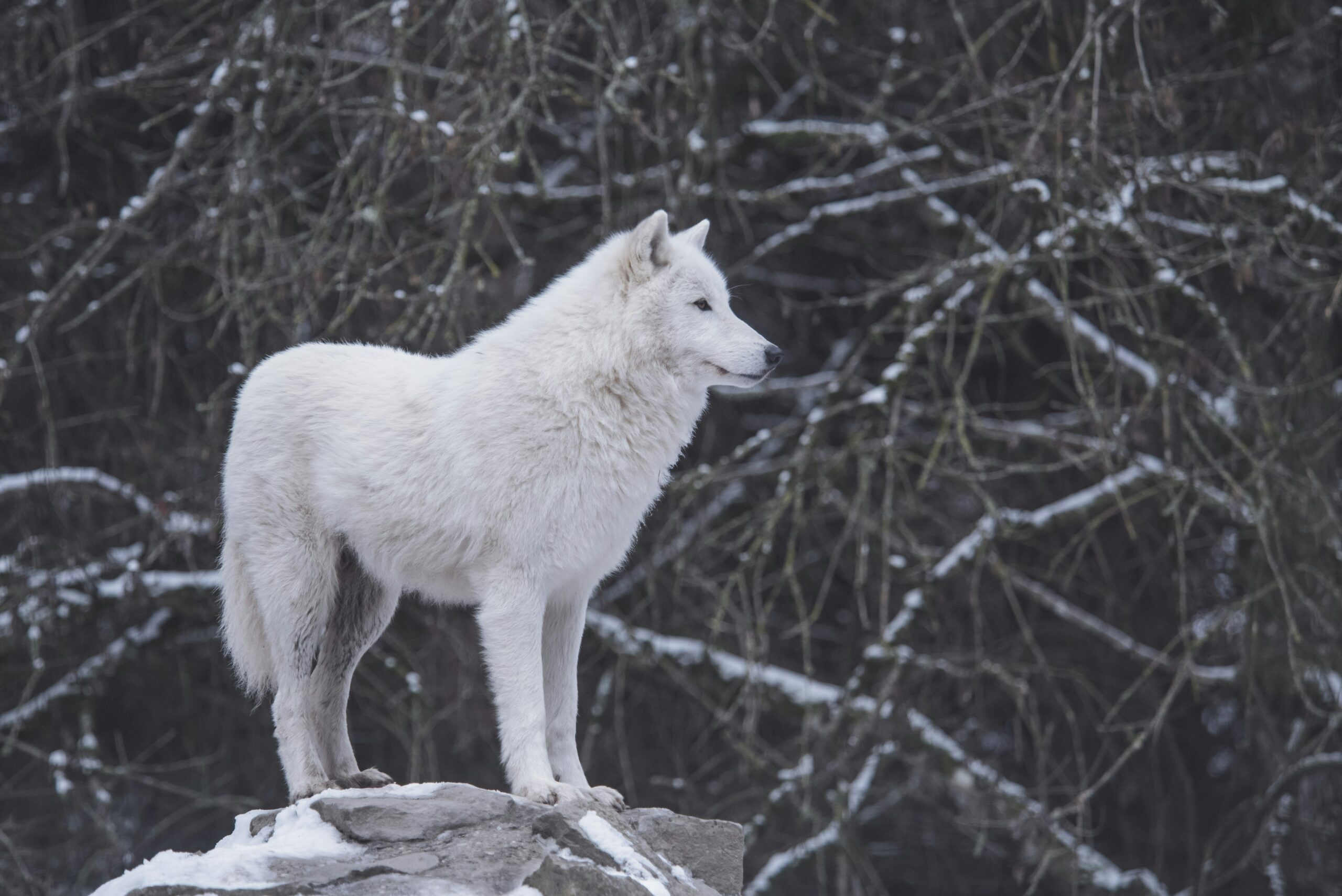 Lone Wolf Traits: Strengths of Solitude (and When Crowds Help)